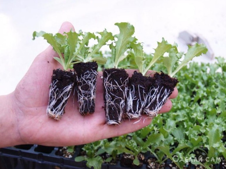 Выращиваем кочанный салат в домашних условиях - «Своими руками»
