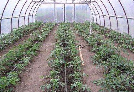 Как посадить помидоры в теплице из поликарбоната. Правила ухода - «Дом и быт»