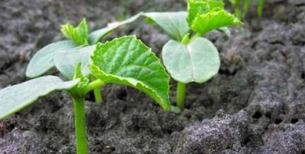Как проращивать семена огурцов перед посадкой? Перенимаем ценный опыт - «Сад и огород»