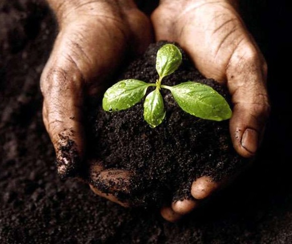Как сделать почвосмесь для разных видов рассады своими руками? - «Сад и огород»