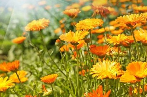 Как выращивать календулу на даче: особенности, лечебные и декоративные свойства - «Сад и огород»