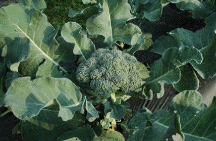 Какие сорта и гибриды капусты брокколи выбрать? Отзывы тех, кто выращивал - «Сад и огород»