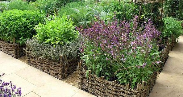 Лекарственные травы: выращивание на даче - «Сад и огород»