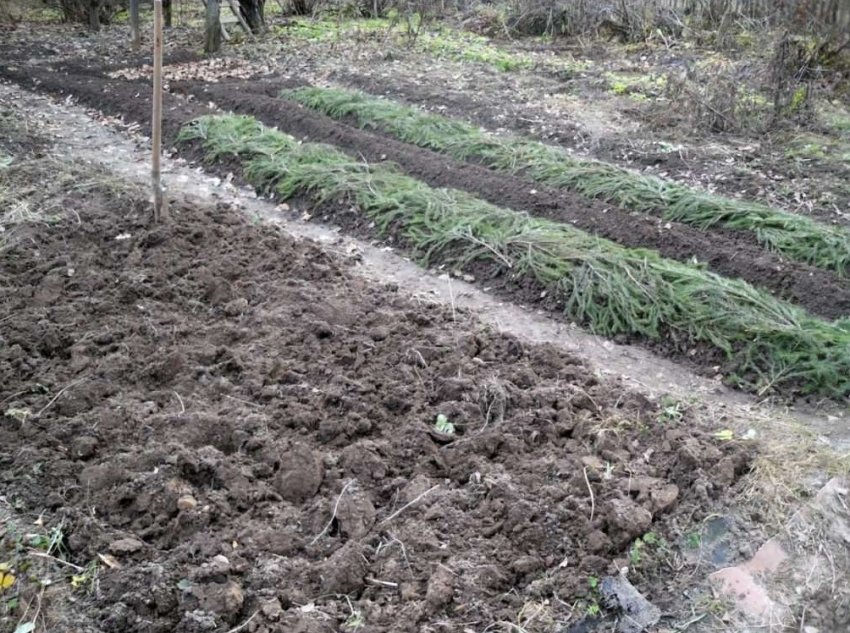 Особенности посадки овощей под зиму - «Сад и огород»