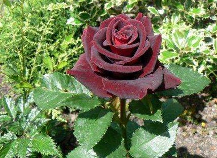Описание сорта розы «Черная магия». Правила выращивания, фото - «Дом и быт»