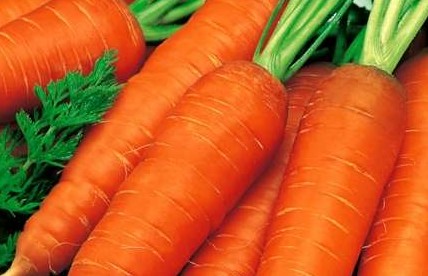 Посадка моркови весной: надежные советы дачникам - «Сад и огород»