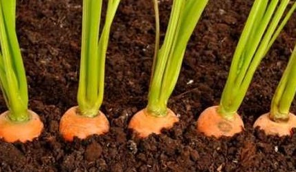 Правила посадки моркови осенью под зиму - «Сад и огород»