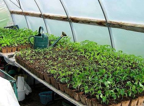 Советы по выращиванию рассады овощных культур в 2020 году - «Сад и огород»