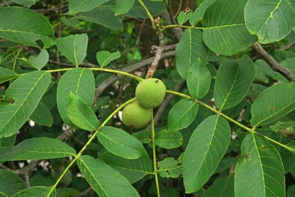 Применение листьев грецкого ореха