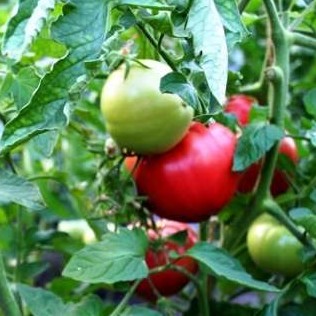 Устойчивые к фитофторозу сорта томатов – какие сажать в теплице? - «Дом и быт»