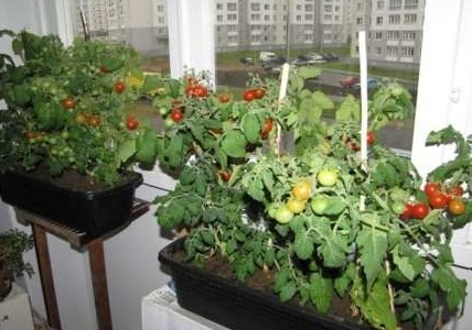 Как вырастить помидоры на окне? Практичные советы - «Сад и огород»