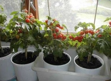 Как вырастить помидоры зимой в домашних условиях? Рекомендации - «Сад и огород»