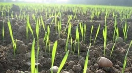 Правила посадки ржи под зиму в качестве удобрения - «Сад и огород»