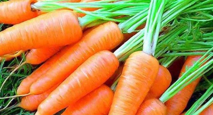 Умный способ посадки моркови без прореживания для хорошего урожая - «Своими руками»
