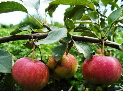 Как посадить яблоню Уэлси? Фото и отзывы - «Сад и огород»