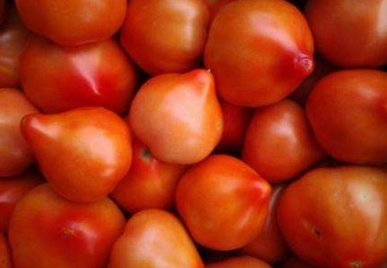 Как посадить томат «Примадонна»? Отзывы тех, кто сажал - «Сад и огород»