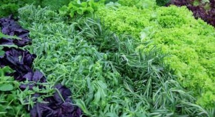 Как правильно организовать смешанную посадку овощей? Схемы - «Сад и огород»