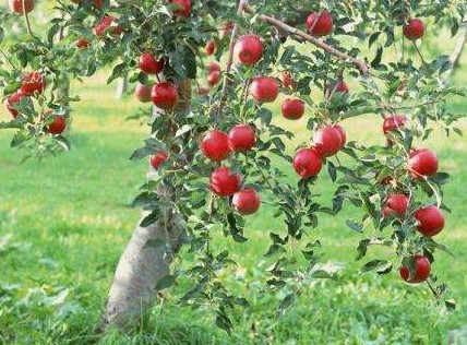 Как вырастить яблоню «Медуница»? Фото, отзывы - «Сад и огород»