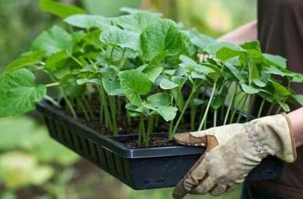 Выращивание рассады баклажанов из семян дома - «Сад и огород»