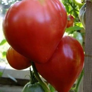 Как выращивать томат на дачном участке? Описание сорта - «Сад и огород»