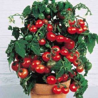 Как вырастить дома помидоры «Балконное чудо»? - «Сад и огород»