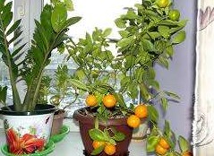 Выращивание мандарина из косточки в домашних условиях - «Дом и быт»