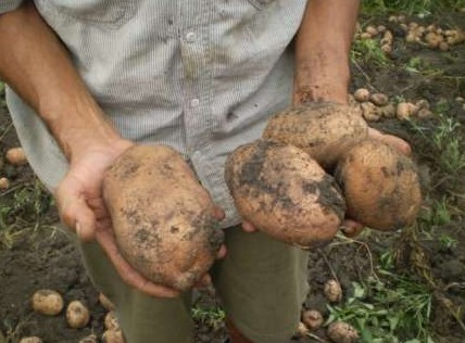 Описание сорта картофеля Беллароза, фото - «Сад и огород»