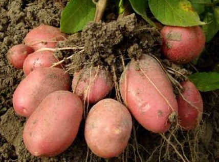 Сорт картофеля Журавинка – описание, фото - «Сад и огород»