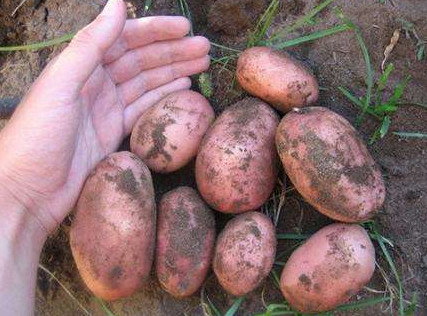 Как вырастить картофель Адретта на своем участке? Описание сорта - «Сад и огород»