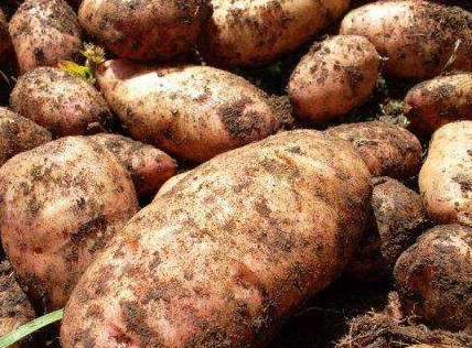 Какие сорта картофеля можно выращивать в Сибири? - «Сад и огород»