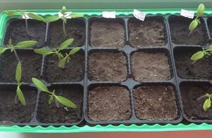 Какие стимуляторы роста используются для рассады томата и перца? - «Сад и огород»