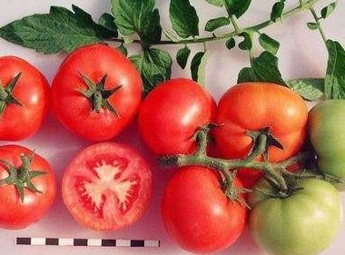Какую урожайность дает томат сорта Санька? - «Сад и огород»
