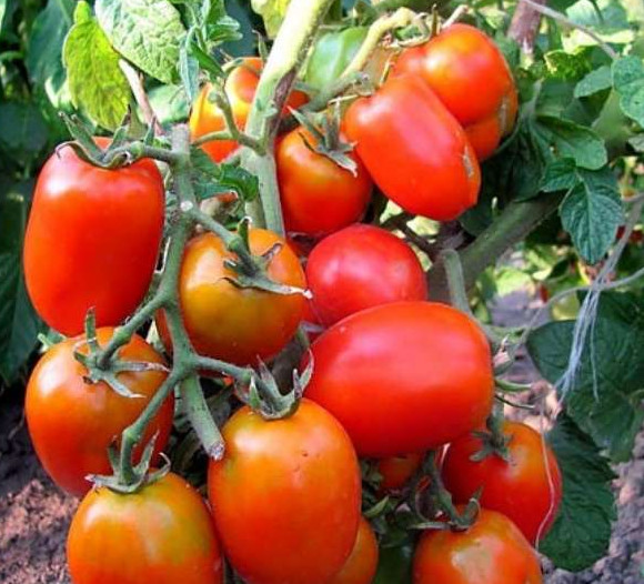 Лучшие ранние томаты сибирской селекции для открытого грунта - «Сад и огород»