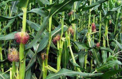 Как вырастить кукурузу в открытом грунте? - «Сад и огород»