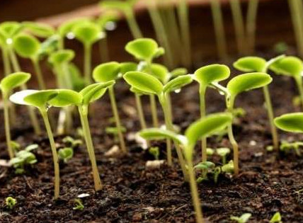 Как прорастить семена фасоли дома? - «Сад и огород»