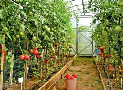 Какие высокорослые томаты дают большой урожай в теплице? - «Дом и быт»