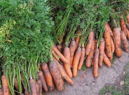 Посадка моркови в открытый грунт в 2019 году - «Сад и огород»