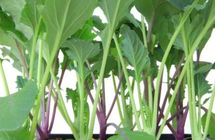 Сроки посева июньской капусты - «Сад и огород»