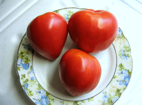 Урожайность томата Мазарини. Особенности выращивания - «Сад и огород»