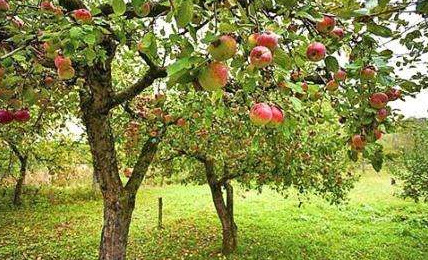 Как посадить яблоню осенью? Уход за саженцем - «Сад и огород»