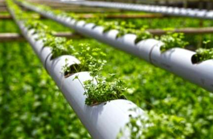Как вырастить зелень своими руками при помощи гидропоники? - «Сад и огород»
