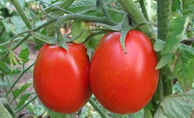 Какие голландские семена томатов можно сажать в открытый грунт? - «Сад и огород»