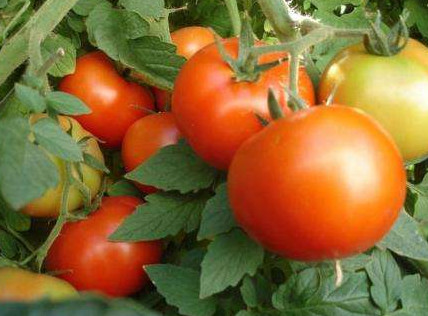 Какие томаты сибирской селекции подходят для высаживания в открытый грунт? - «Сад и огород»