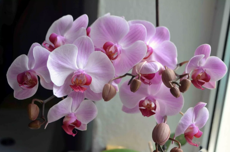 Простой самодельный тоник приободрит ваши орхидеи: оживляет листья, стимулирует корни и цветоносы - «Своими руками»