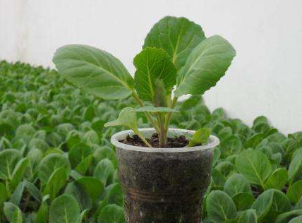 Выращивание рассады капусты в домашних условиях. Пошаговая инструкция - «Сад и огород»