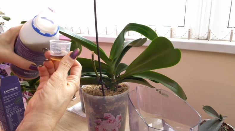 Нужные аминокислоты для орхидей, которые мгновенно восстанавливают тургор листьев и оздоравливают растение - «Своими руками»