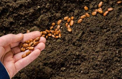 Как вырастить фасоль в открытом грунте? Уход - «Сад и огород»