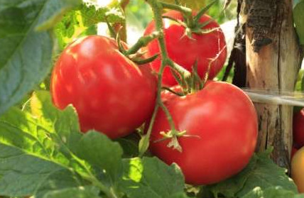 Какие сорта томатов посадить в средней полосе? Описания - «Сад и огород»