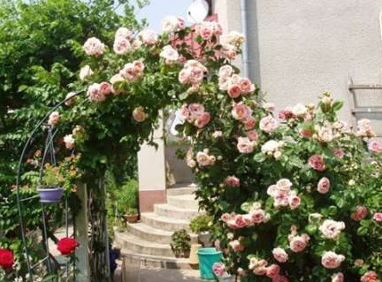 Как вырастить розу Польку на даче? Описание - «Дом и быт»