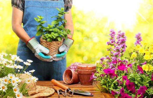 Когда сажать овощи в 2019 году? Советы огородникам - «Сад и огород»